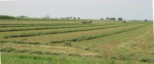 Amish Haying Mid June